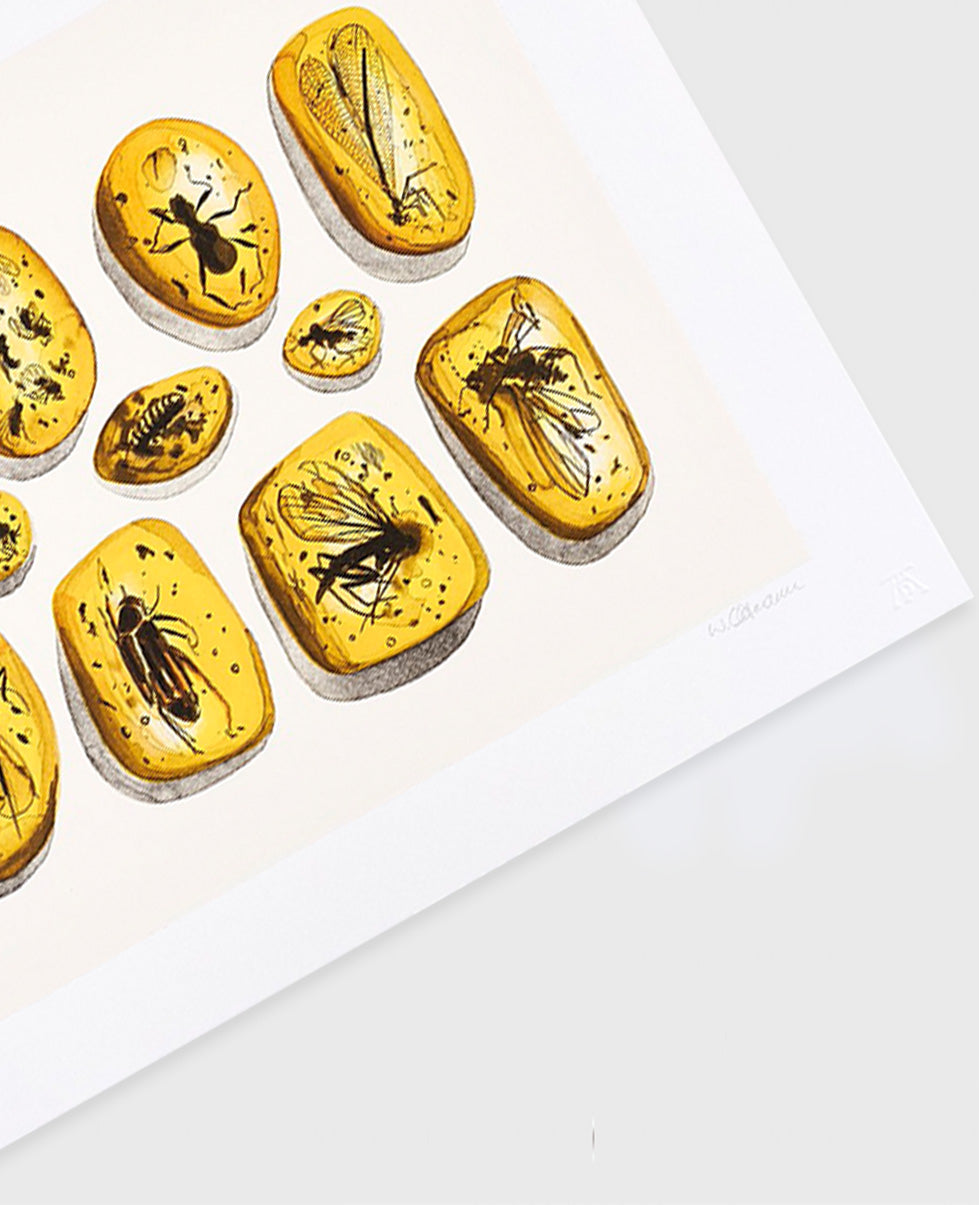 Walter Oltmann 'In Amber' (2015)