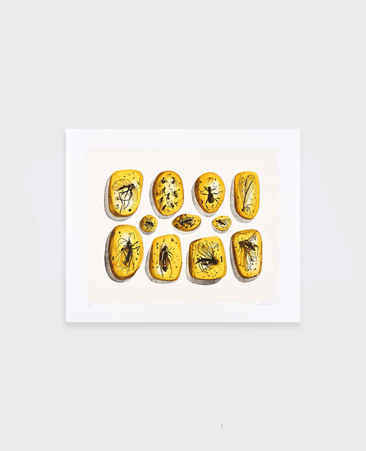 Walter Oltmann 'In Amber' (2015)